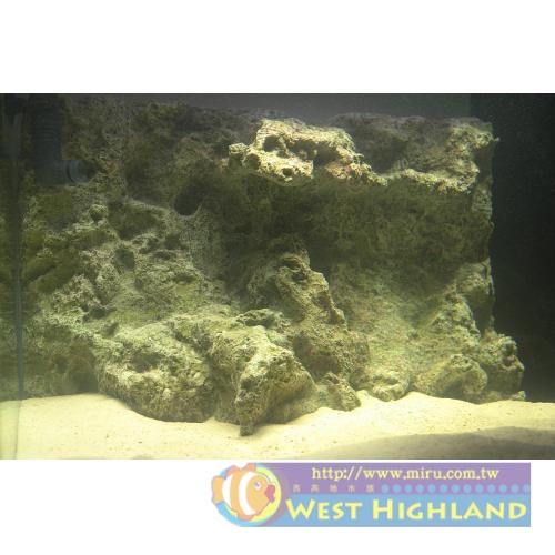 FishLive樂樂魚 新背景板-咕咾石