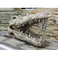 ISTA代理 造景擺飾 恐龍頭 鱷魚頭40cm*19cm*19cm