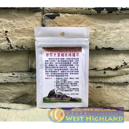 水草造景 迷你大葉矮珍珠 種子(一包)